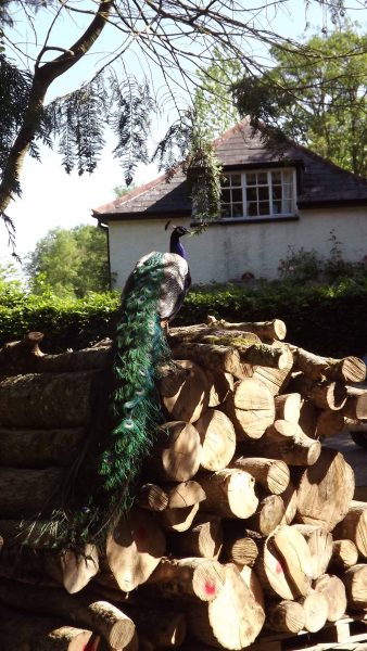 Peacock at Bickleigh Mill