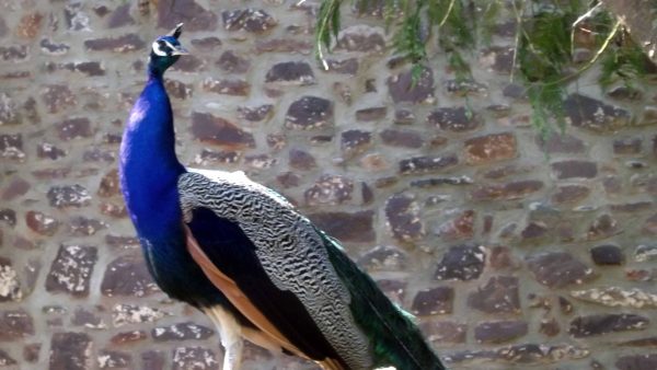 Peacock at Bickleigh Mill
