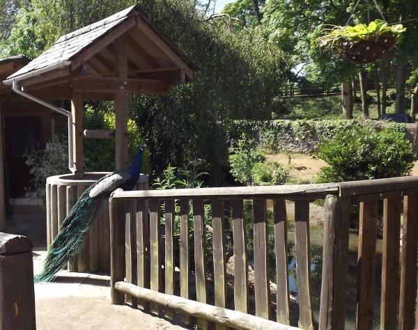 Bickleigh Mill Scenery