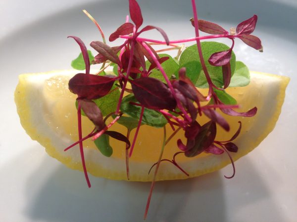 The Food at Bickleigh Mill